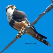 Aplomado Falcon on Old Port Isabel Road, Texas