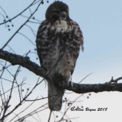 Heavily marked juvenile Red-tailed Hawk (abieticola) from Clarke County, Va.