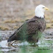 Bald Eagle in Charles City County, Va.