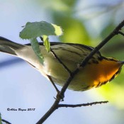 Blackburnian Warbler in Goochland County, Va.