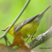 Blue-winged Warbler at the Wetlands in Richmond City, Va.