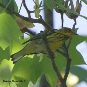 Cape May Warbler in Fluvanna County, Va.