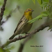 Cape May Warbler- female in Goochland County, Va.