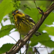 Cape May Warbler- male in Goochland County, Va.