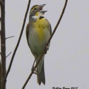 Dickcissel- male singing in Charles City County, Va. (note the tick below the bill)