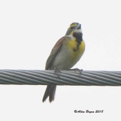 Dickcissel in Charles City County on Sandy Point Road