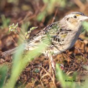 Grasshopper Sparrow at Powhatan State Park, Va.