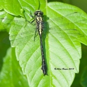 Green-faced Clubtail, male, along the James River, Va.