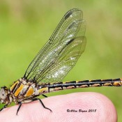 Ophiogomphus susbehcha (St. Croix Snaketail), female, in Powhatan County, Va