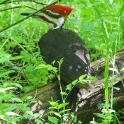 Pileated Woodpecker at the "Wetlands"