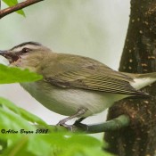 Red-eyed Vireo eating apparent Ashy Clubtail (Gomphus lividus) at Powhatan State Park, Va.