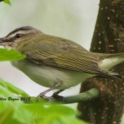Red-eyed Vireo eating apparent Ashy Clubtail (Gomphus lividus) at Powhatan State Park, Va.