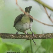Red-eyed Vireo consuming Ophiogomphus susbehcha (St. Croix Snaketail) at Powhatan State Park, Va.