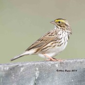 Savannah Sparrow at Sky Meadows State Park, Va.