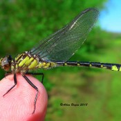 Spine-crowned Clubtail (teneral) in Fluvanna County, Va.