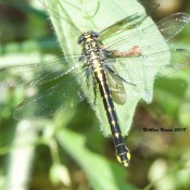 Spine-crowned Clubtail, female, along the James River, Va.