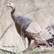Turkey in Frederick County, Va.