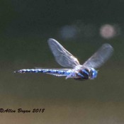 An attempt to photograph a Spatterdock Darner in Highland County, Va.