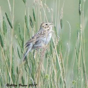 Baird's Sparrow singing on territory
