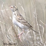 Baird's Sparrow singing on territory