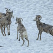 Young male Bighorn Sheep pretend sparing