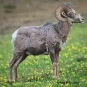 Bighorn Sheep in molt