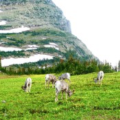 Bighorn Sheep grazing