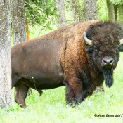 Large bull buffalo
