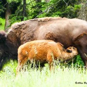 Cow buffalo with young