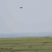Burrowing Owl hunting over Prairie Dog town
