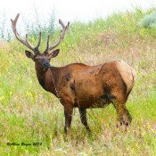 Large bull elk