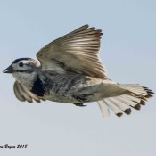 McCown's Longspur in courtship/territorial flight display