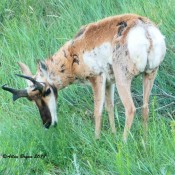 Pronghorn Antelope at the Badlands National Park