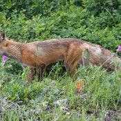 Red Fox on the move