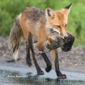Red Fox with prey