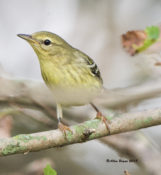 Blackpoll Warbler in the City of Hopewell, VA