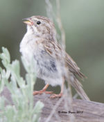 Brewer's Sparrow in Montana