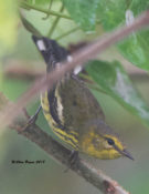 Cape May Warbler at the City of Hopewell, VA