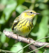 Cape May Warbler in Hopewell, VA