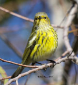 Cape May Warbler in Charles City County, VA