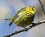 Cape May Warbler in Hopewell, Va