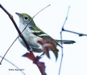 Chestnut-Sided Warbler in the City of Hopewell, VA
