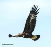 Golden Eagle in Montana