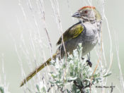 Green-tailed Towhee in Grand Teton National Park
