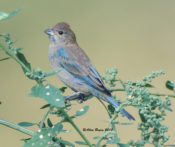 Transitional male Indigo Bunting in Charles City County, VA