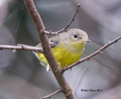 Magnolia Warbler in the Charles City County, VA