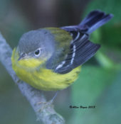 Magnolia Warbler in the City of Hopewell, VA