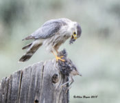 Merlin (Prairie) in Montana with prey