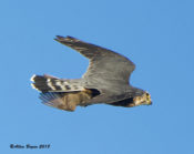 Merlin with American Goldfinch in City of Richmond, VA