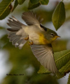 Northern Parula in the City of Hopewell, VA